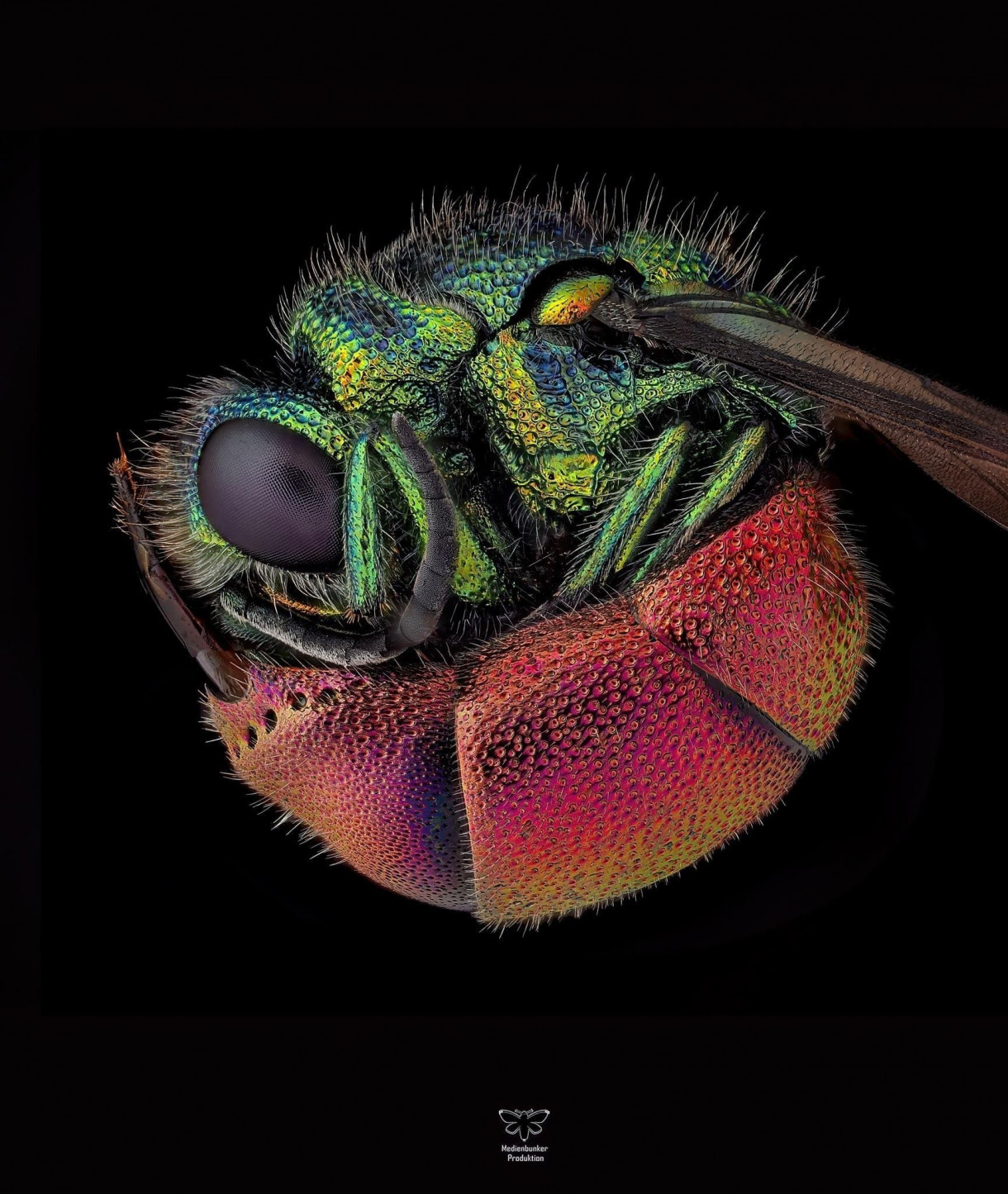 UNBEKANNTE WELTEN – Eine Reise durch den Mikrokosmos der Insekten & Spinnen