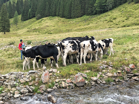 Traditionelle Almwirtschaft und Jausenstation: Im malerischen Talschluss des Kleinsölktals oberhalb  des Schwarzensees wird die Putzentalalm betrieben.