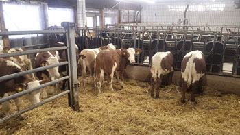 Rinder im tiergerechten Stall