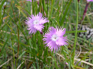 Botanische Kostbarkeit: die Federnelke (Foto: AlexanderMaringer)