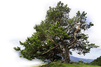 Foto: Aggi Schmid - stock.adobe.com