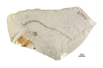 Eines der Fundstücke aus dem Reiflinger Becken, ein 233 Millionen Jahre  alter Borstenwurm. (Foto: NHM Wien/Alexander Lukaneder)