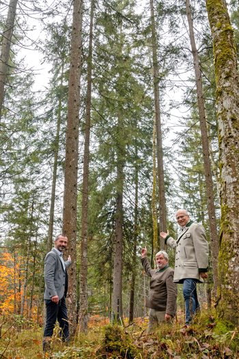 V. l.: Bürgermeister Christian Haider, Landesforste-Direktor Andreas Holzinger und Agrarlandesrat Hans Seitinger vor dem Christbaum für Wien. (Foto: Lebensressort/Binder)