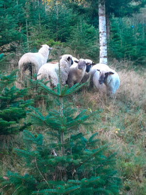 Sieben Shropshire-Schafe halten die Christbaumkultur im Lassinger Ortsteil Treschmitz frei von Begleitwuchs, auf Pestizide und Kunstdünger kann dadurch verzichtet werden.