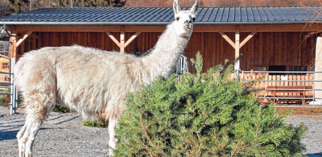 Gnadenhof Belonie – das Altersheim für Tiere