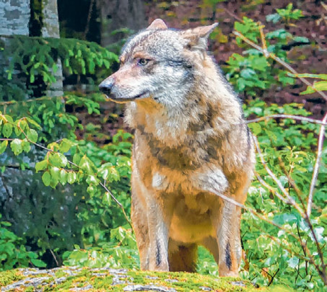 Raumberg: Wolfszentrum-Geschäftsführer steht fest