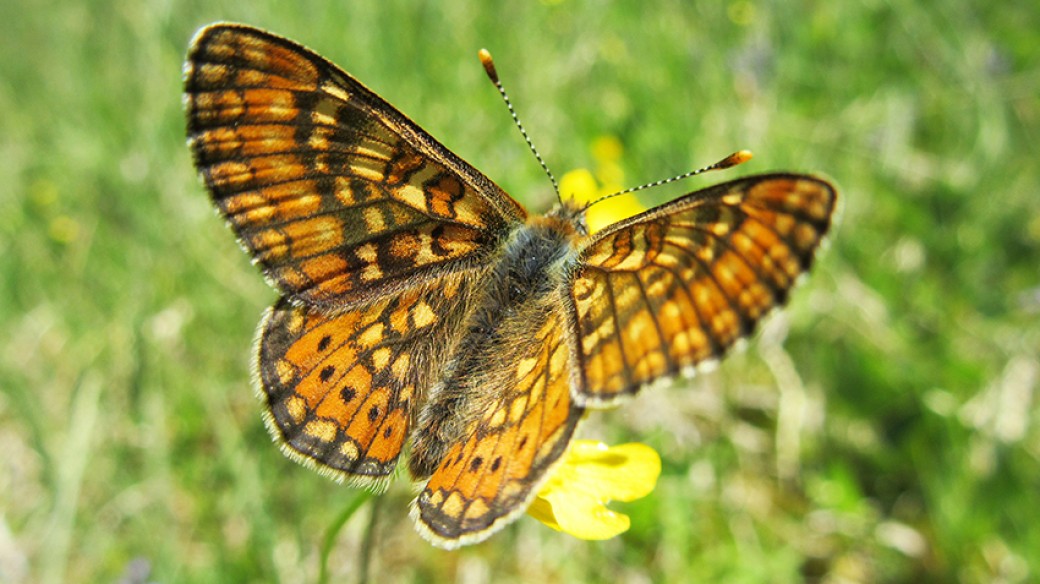 Goldener Scheckenfalter