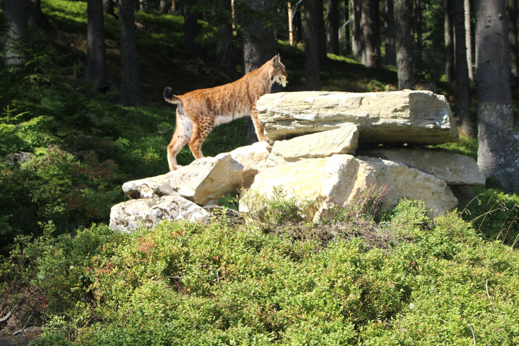 Neues Gehege für die Pinselohren vom Wilden Berg