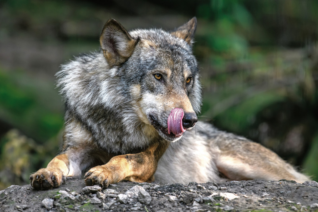 Anfang Juni kam nach einem Riss in Salzburg erstmals das Beutegreifer-Notfallteam des „Österreichzentrums Bär, Wolf, Luchs“ der HBLFA Raumberg-Gumpenstein zum Einsatz.