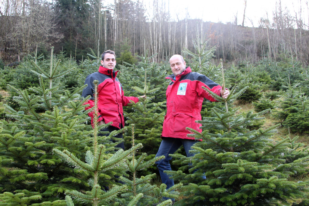 Der Lassinger Christbaumbauer Sepp Hornbacher vulgo Stritzlberger (r.) mit Sohn Bernhard in der Kultur in Treschmitz, wo am 8. Dezember auch heuer das Erlebnis „Christbaum suchen“ stattfindet.