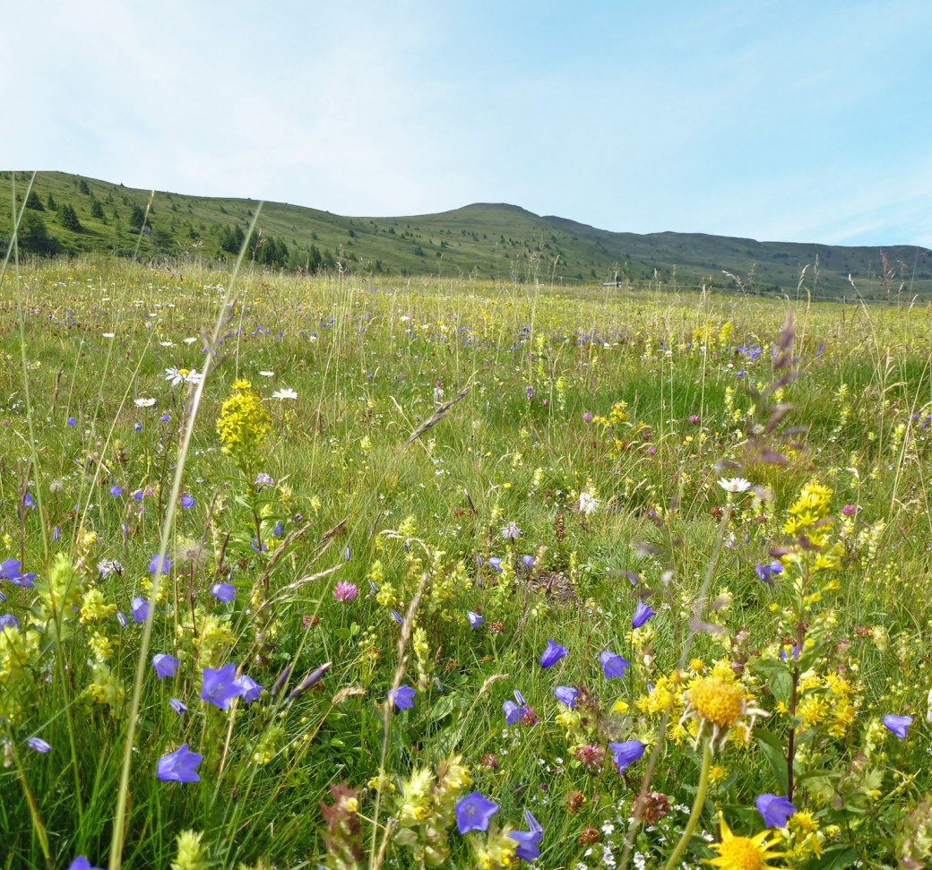 Almauftrieb sichert Biodiversität