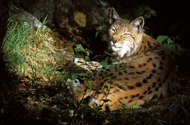 Ist das Gesäuse zu wenig sexy für Luchse? – Kein Nachwuchs in Sicht.