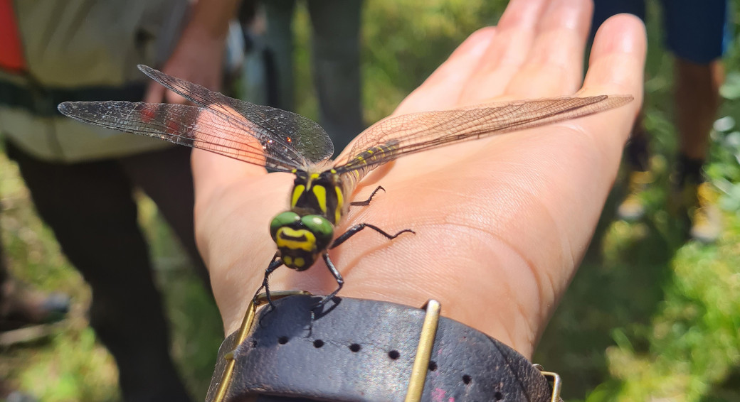 Bei einer Fachexkursion im neu ausgewiesenen Natura2000-Gebiet konnte auch eine Große Quelljungfer, eine bis zu zehn Zentimeter große Libelle, gesichtet werden.