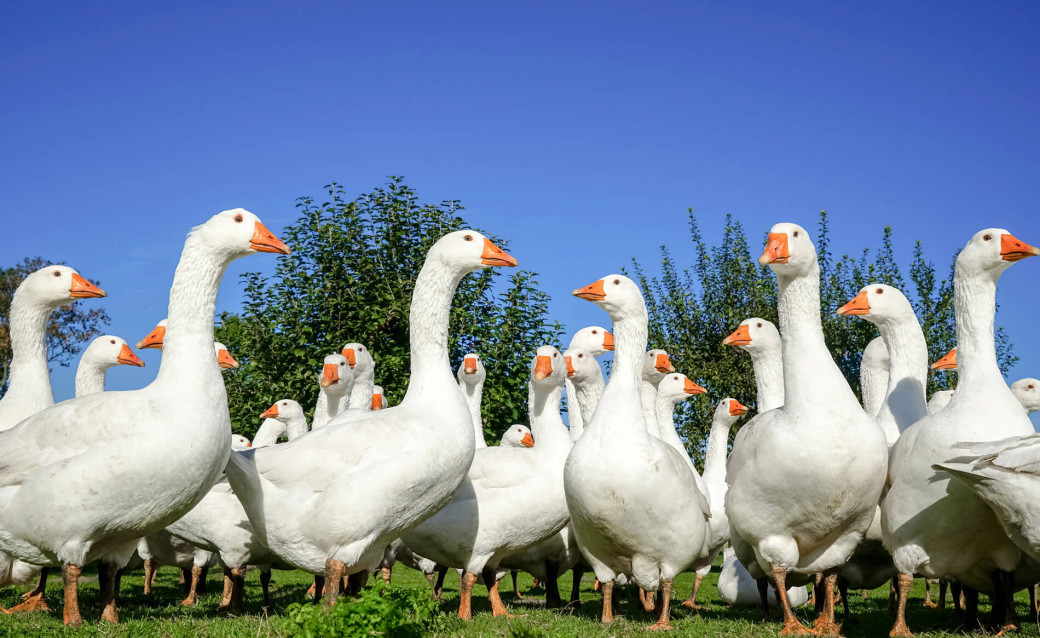 GANS wichtig: Auf heimische Qualität achten!