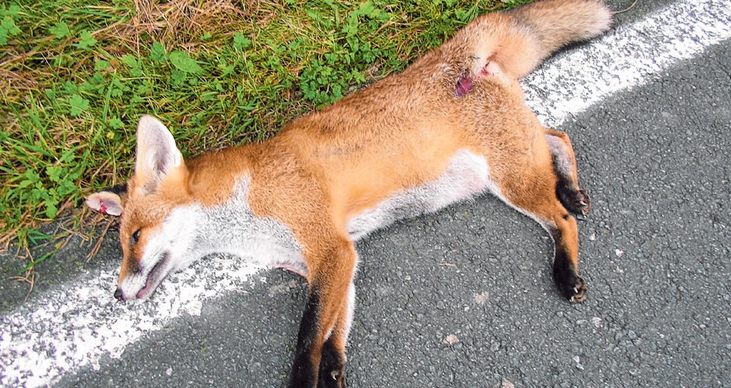 Alle 38 Minuten ein Wildunfall in der Steiermark