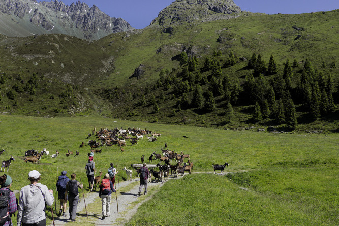 Hirt:in kann man lernen