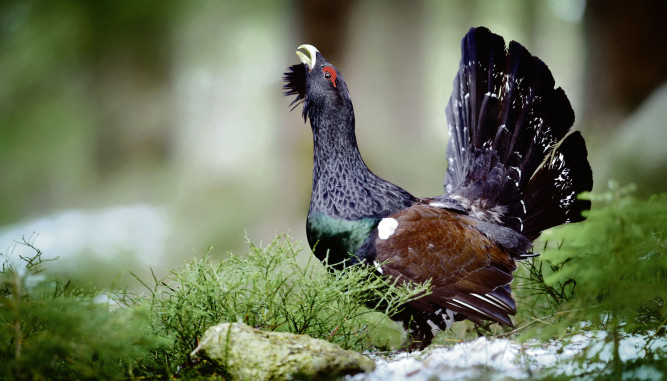 Wildschweine, Gams und Raufußhühner – neue Lebensräume durch den Klimawandel