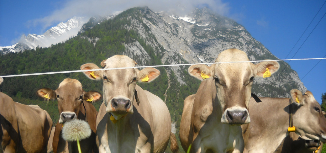 Ein Bauernhof zwischen Tradition und Zukunft