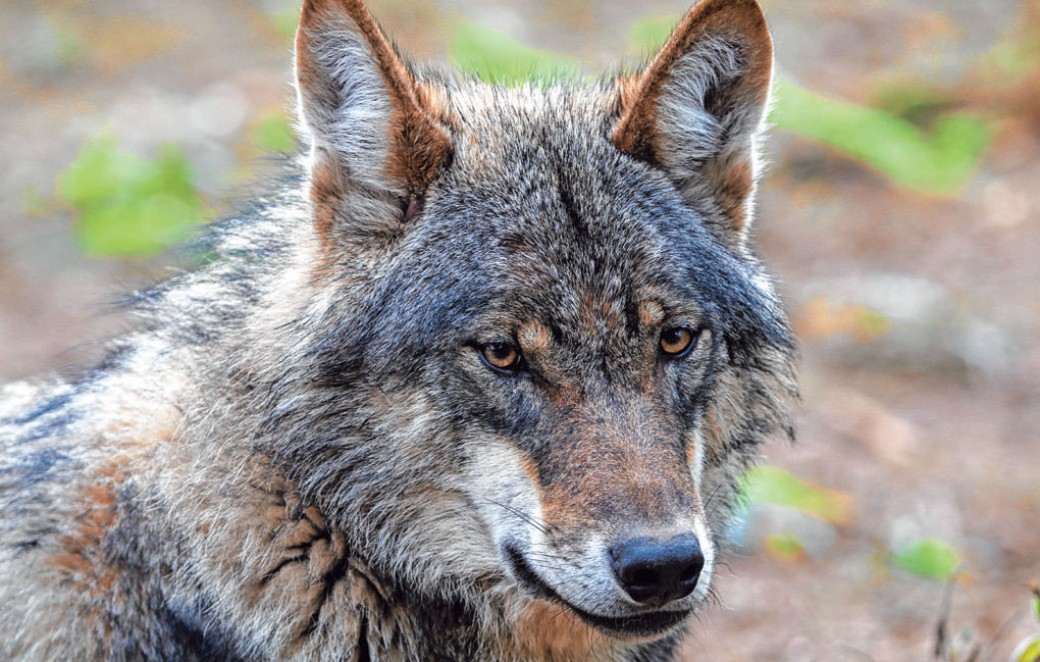 Österreichzentrum für Wolf &amp; Co in Raumberg-Gumpenstein gegründet