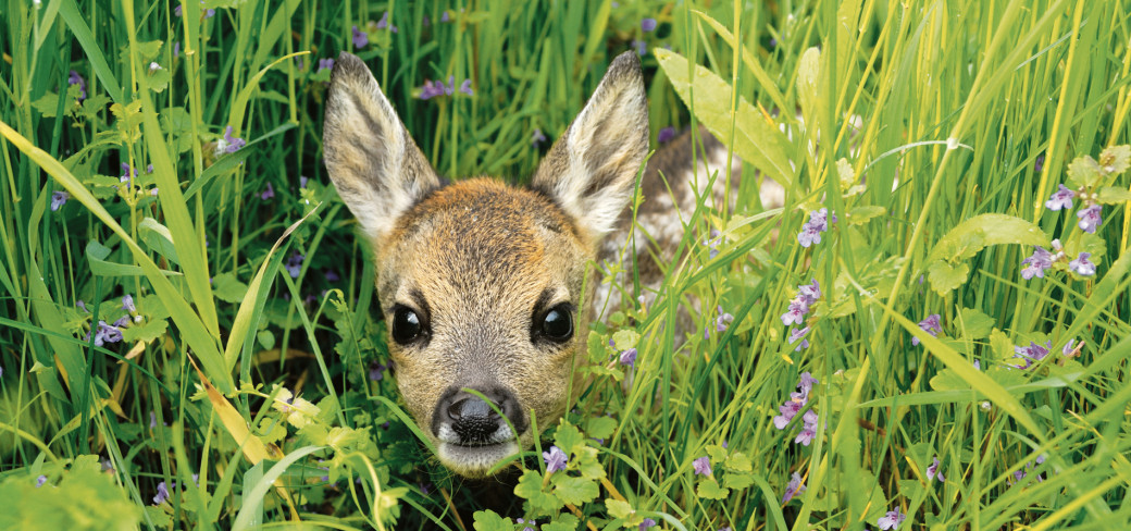 Unsere Natur: Freizeitarena und Lebensraum vieler Wildtiere