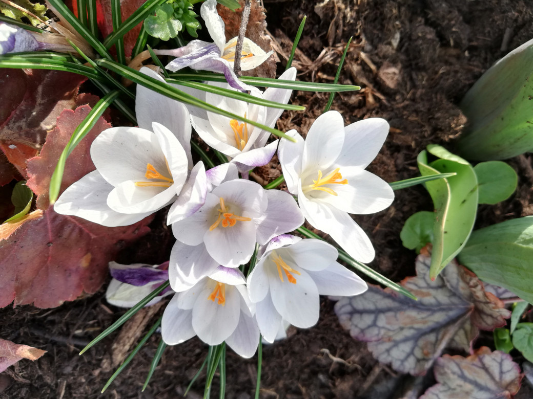 Des Frühlings Füllhorn