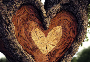 Herzverbunden mit der Zirbe